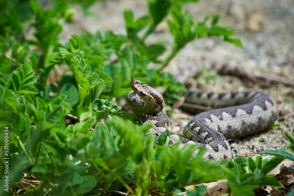 Fototapeta premium Nose-Horned Viper male in natural habitat (Vipera ammodytes)