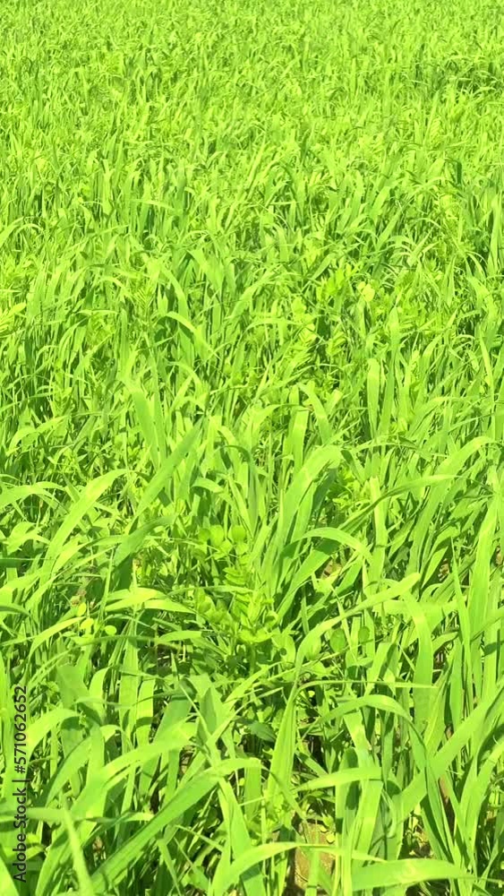 Vertical video of a fresh green grass field, plants. Vertical video of a fresh green grass field, plants.