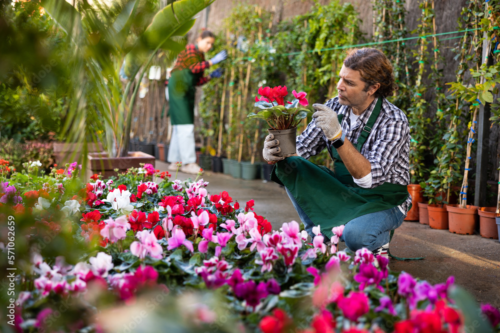 European gardener working in a flower hothouse inspects Cyclamen in pots for the presence of flower disease
