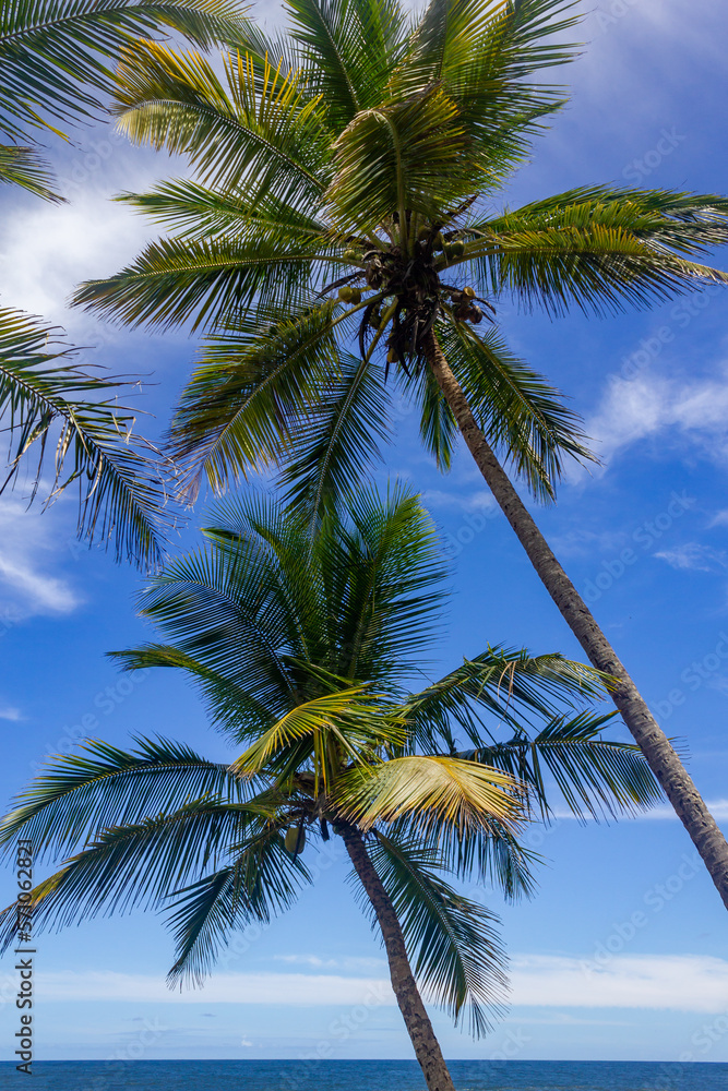Coconut trees at Havaizinho beach