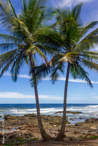 Coconut trees at Havaizinho beach