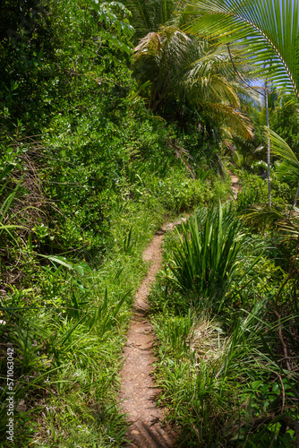 Trail in the forest at Camboinha beach