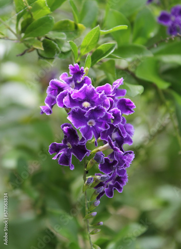 Purple geisha girl flower on a duranta repens plant in a garden