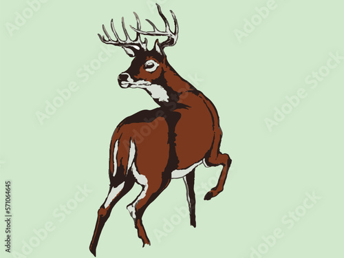white tail deer illustration design
