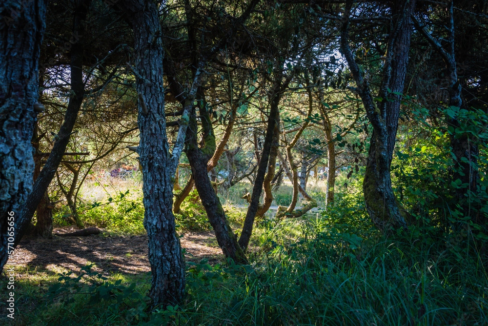 Naklejka premium Campground Forest Oregon
