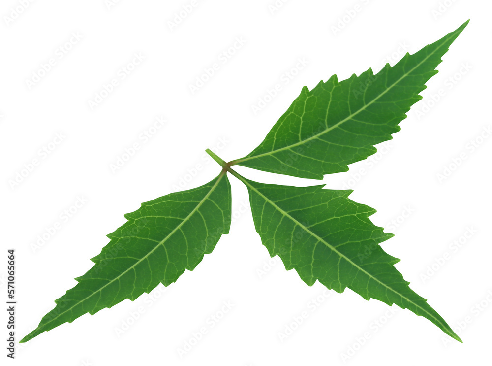 Fototapeta premium Medicinal neem leaf