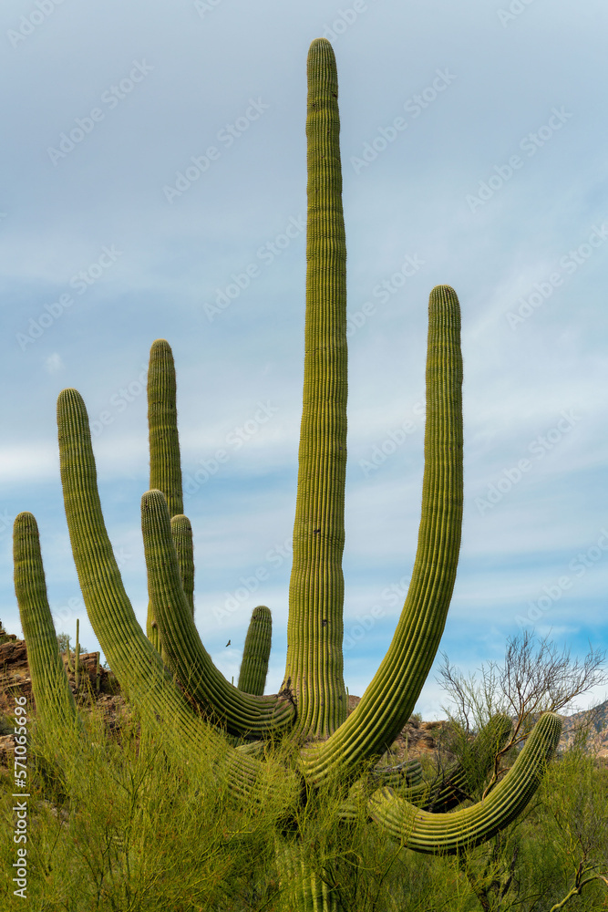 Tall saguaro cactus with many arms and natural growths in afternoon shade with clouds and blue sky shade
