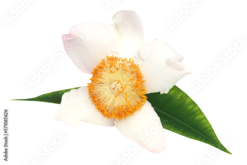 Mesua ferrea or Nageshwar flower of Indian subcontinent photo