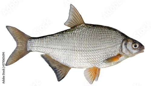 Freshwater fish isolated on white background closeup. The the white bream or the silver bream is a fish in the carp family Cyprinidae, type species: Blicca bjoerkna.
