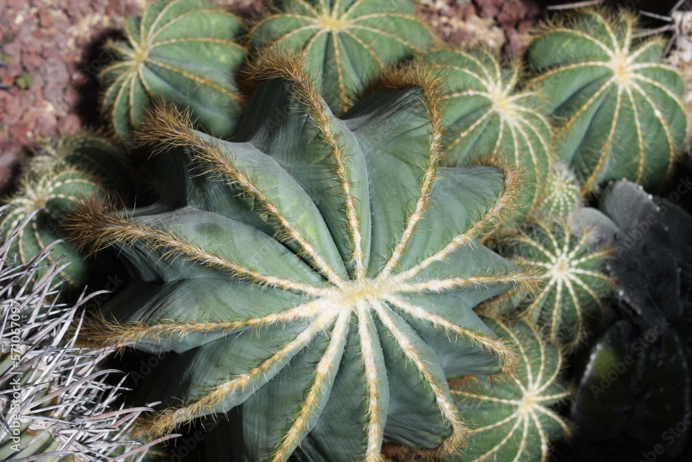 Cactus closeup, Real Jardín Botánico de Madrid, Spain Cactus closeup, Real Jardín Botánico de Madrid, Spain