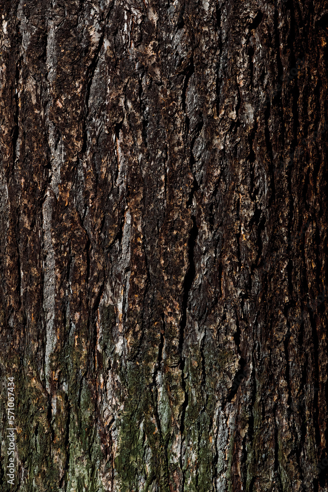 dark colored bark of a tree dark colored bark of a tree