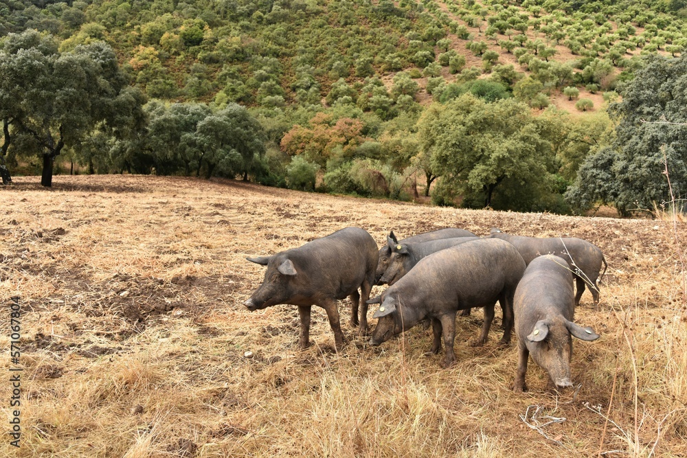 Black Iberian ibérico pigs partially covered in brown mud surrounded by dry yellow grass, roaming the arid Andalusian countryside against a backdrop of dehesa oaks and olive groves, El Bosque, Spain Black Iberian ibérico pigs partially covered in brown mud surrounded by dry yellow grass, roaming the arid Andalusian countryside against a backdrop of dehesa oaks and olive groves, El Bosque, Spain