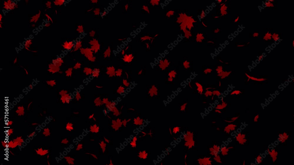 Red maple leaves falling animation in 4K Ultra HD, Beautiful animation with maple leaves Red maple leaves falling animation in 4K Ultra HD, Beautiful animation with maple leaves