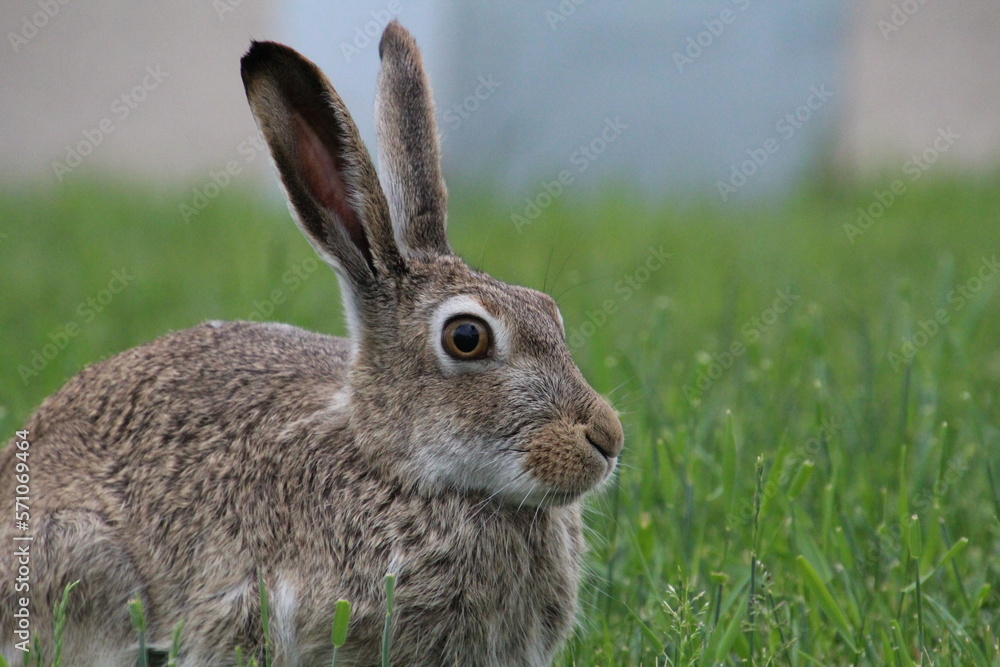 rabbit in the grass rabbit in the grass