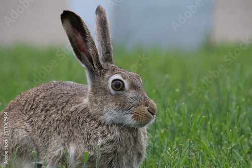 rabbit in the grass © Michael Mamoon
