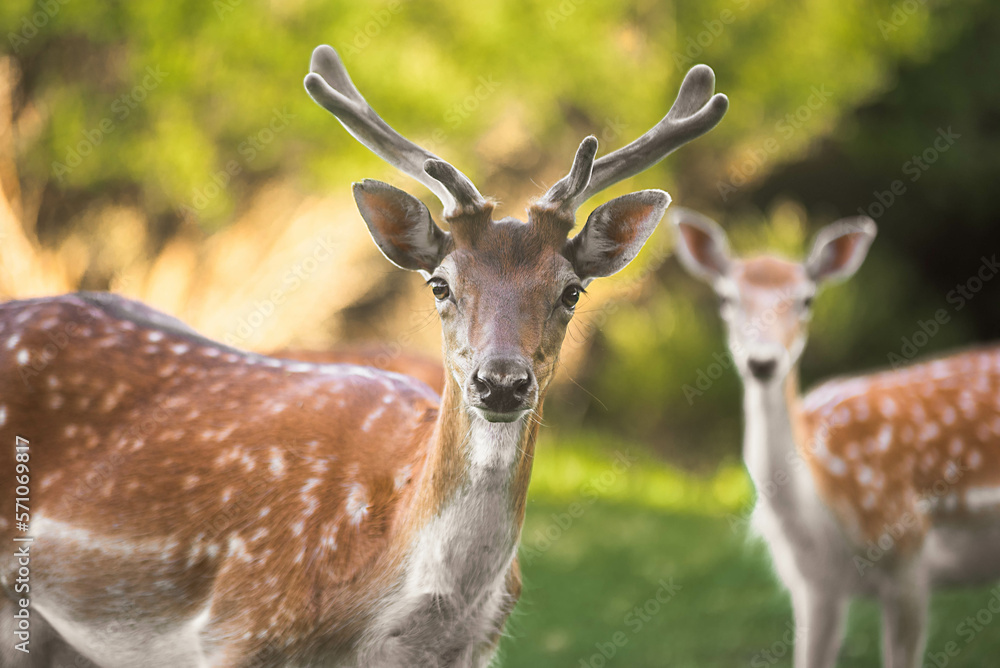 Obraz premium Deers in the wild