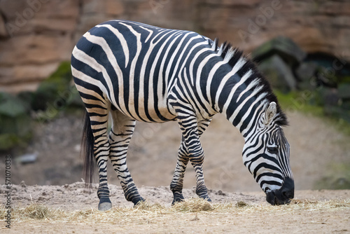 Zebra beim Fressen vom Boden