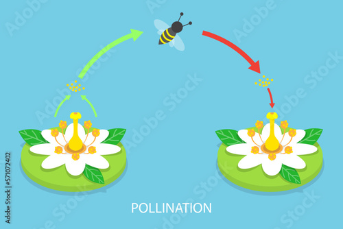 3D Isometric Flat Vector Conceptual Illustration of Pollination Process Diagram, Plant Reproduction