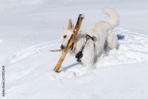 Weißer Schäferhund spielt im Schnee mit einem großen Stock