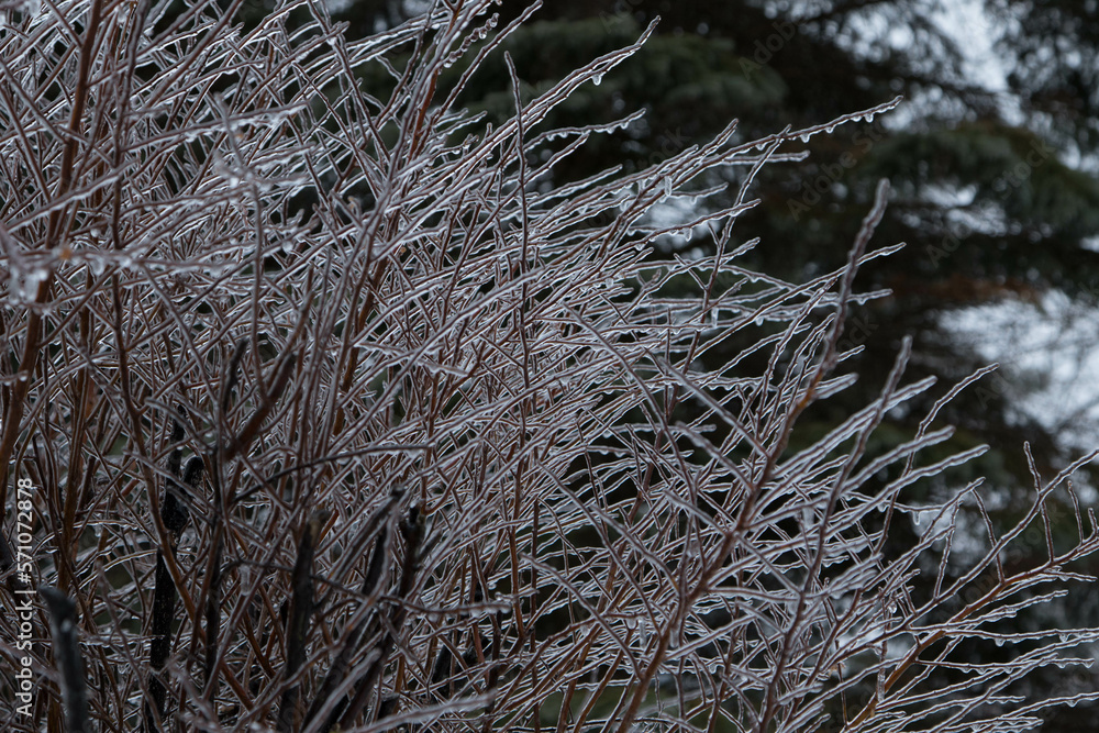 Iced bush Iced bush