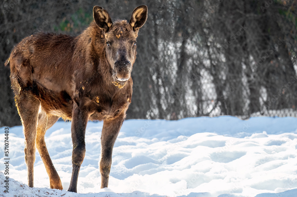 Moose in the snow Moose in the snow