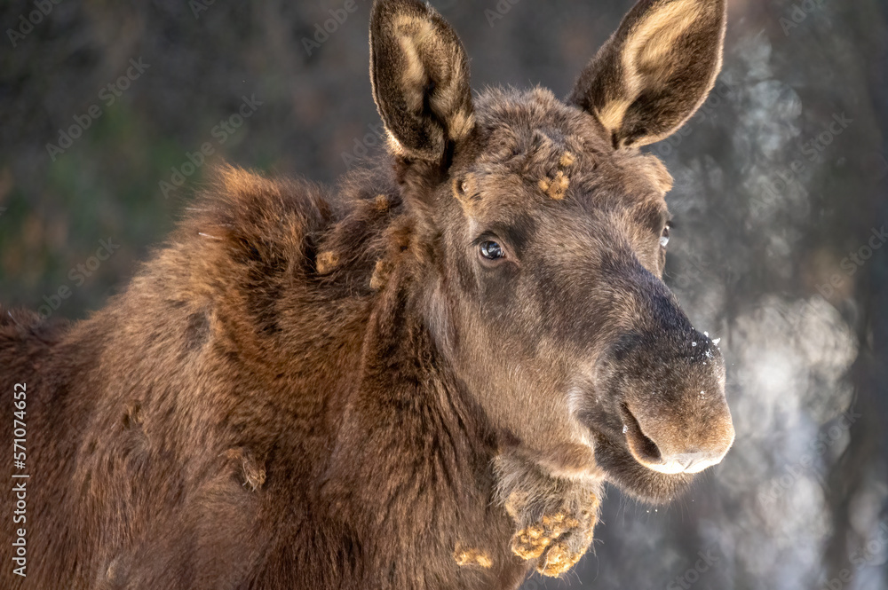 portrait of a moose