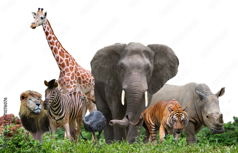 group of wildlife animals in the jungle.  - obrazy, fototapety, plakaty 