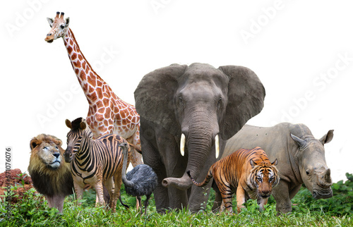 Photo group of wildlife animals in the jungle.