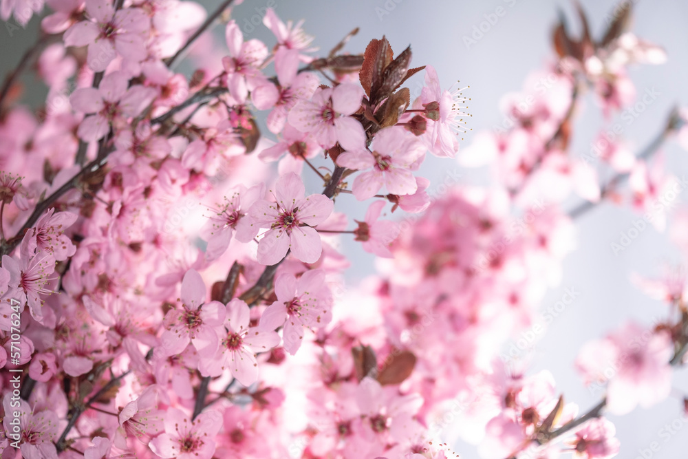 Pink flowering branches.Spring time. Spring beautiful blooming background in pink and purple color.Beautiful spring wallpaper. flowering branches spring wallpaper. Pink flowering branches.Spring time. Spring beautiful blooming background in pink and purple color.Beautiful spring wallpaper. flowering branches spring wallpaper.