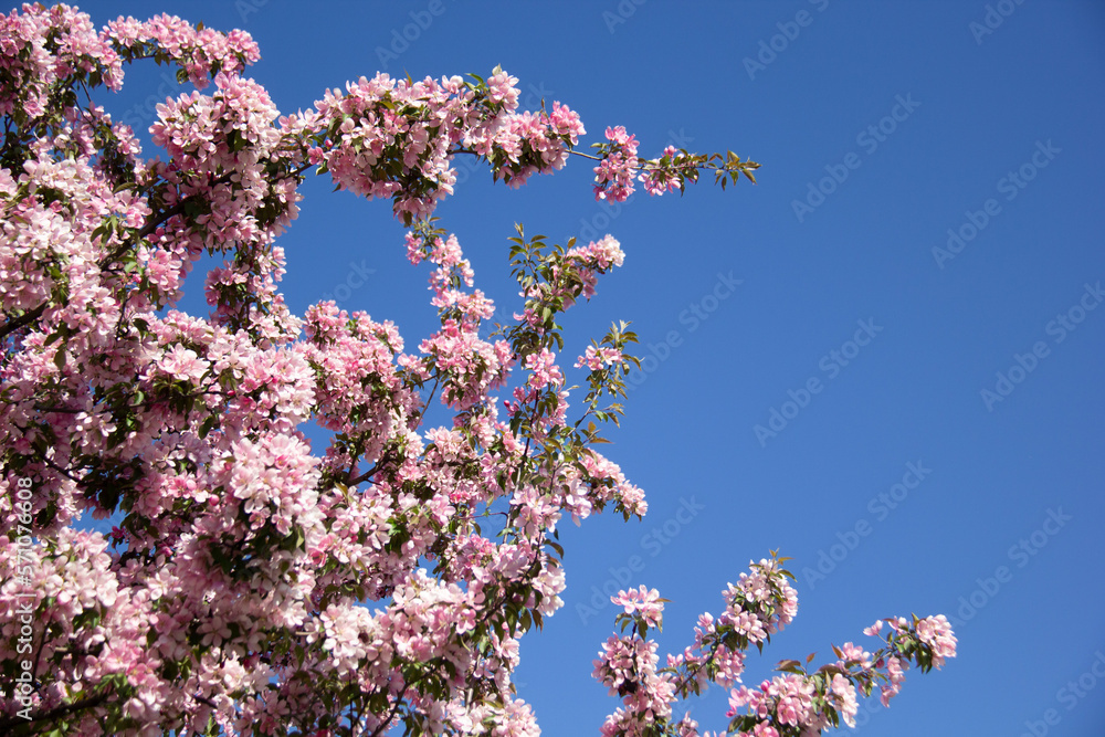 Lilac flowers on a tree