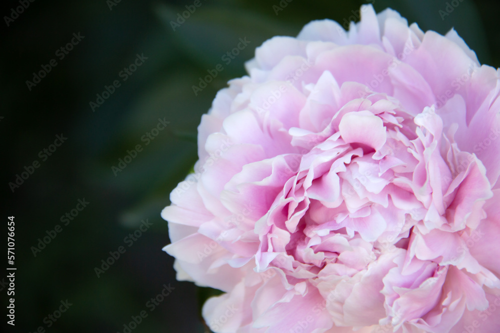 Close up of a blooming pink peony