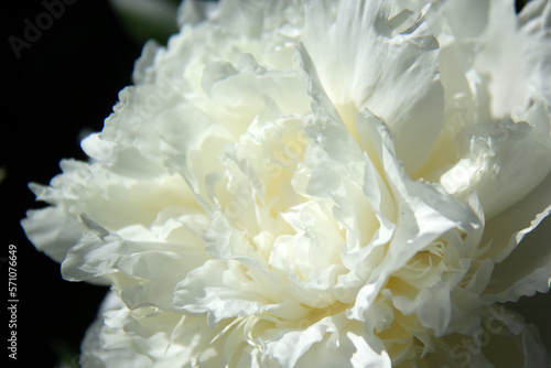Close up of a blooming white peony