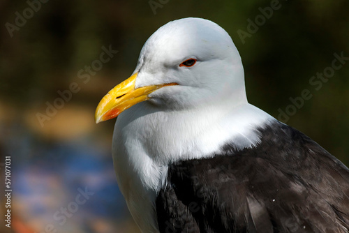 Photos Kelp Gull (Larus dominicanus)