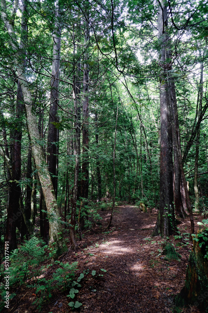 Obraz premium hiba is fragrant tree and sweeter than hinoki tree. Aomori prefecture is famous sa Hiba trees.