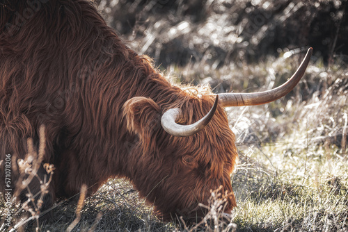 Obraz na plátně Scottish highlander cow bull grazing head close up