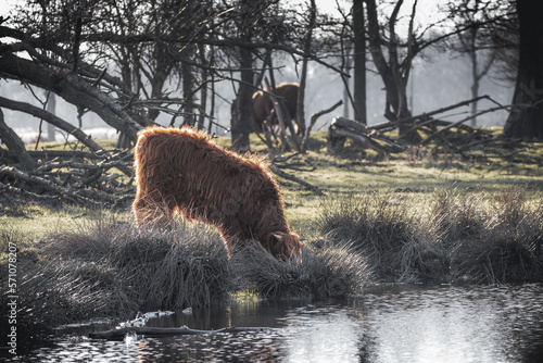 Fotografie Scottish highlander cow bull drinking water from natural spring in grass field