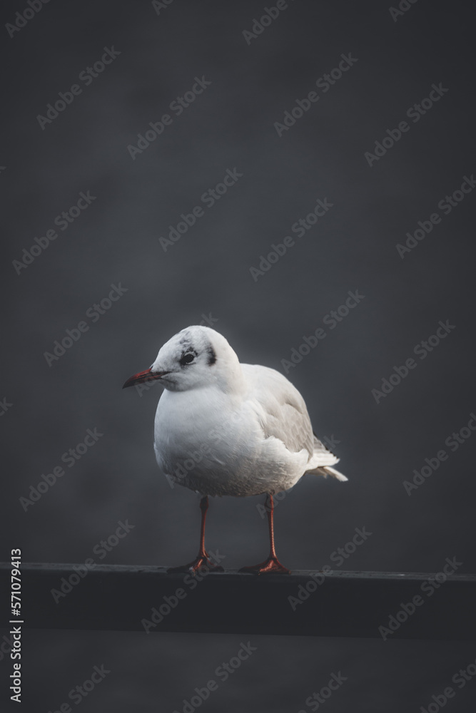 black headed gull sitting on a fence rail besides lake black headed gull sitting on a fence rail besides lake