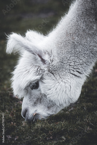 close up of a white alpaca grazing