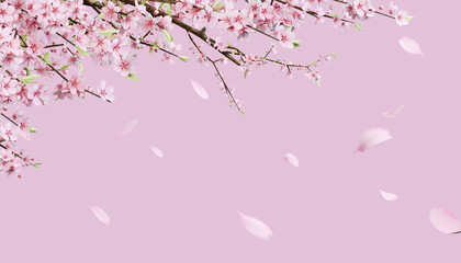 Beautiful spring, cherry blossom background with pink background