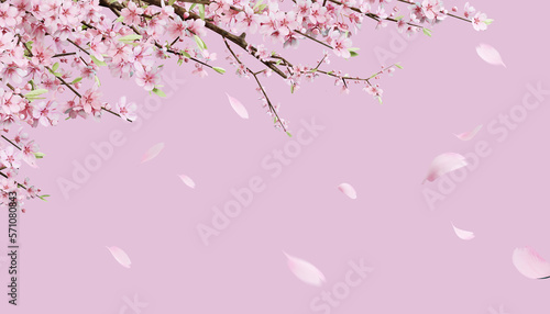 Fotografie, Tablou Beautiful spring, cherry blossom background with pink background