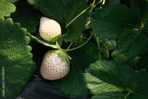 Tochigi,Japan - February 12, 2023: White strawberries, Milkyberry, in a farm in Tochigi, Japan 