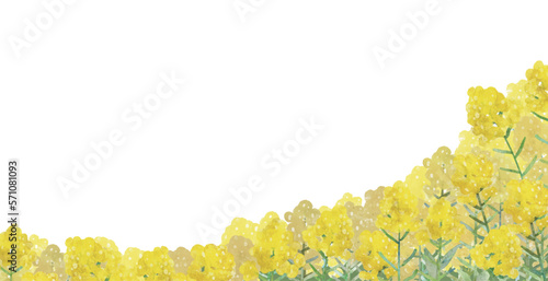 菜の花畑の水彩画の背景イラスト
