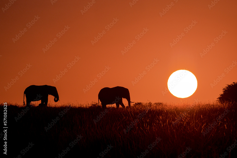 Elephant Silhouette Sunrise 