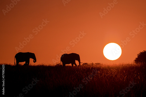 Elephant Silhouette Sunrise 