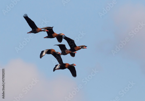 The flock of flying black-bellied whistling ducks at Brazos Bend State Park, Texas