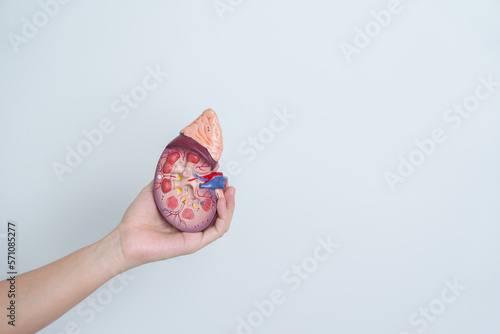 woman holding Anatomical human kidney Adrenal gland model. disease of Urinary system and Stones, Cancer, world kidney day, Chronic kidney and Organ Donor Day concept photo