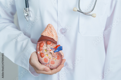 Doctor holding Anatomical kidney Adrenal gland model. disease of Urinary system and Stones, Cancer, world kidney day, Chronic kidney, Urology, Nephritis, Renal and Transplant concept photo