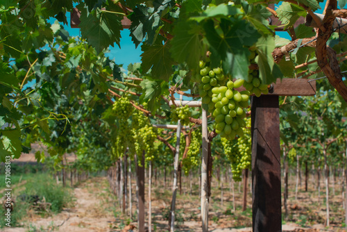 viñedo, campo de uvas, cosecha,primerplano uva photo