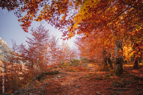 Fototapeta Naklejka Na Ścianę i Meble -  Beautiful autumn forrest hiking trail with warm sunlight.