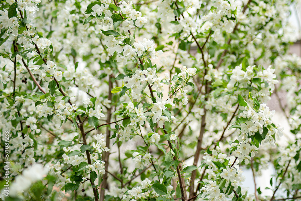 delicate white petals, apple blossoms, lots of spring flowers, selective focus